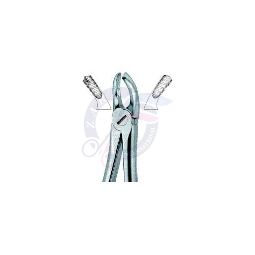 Molars,Right 17
